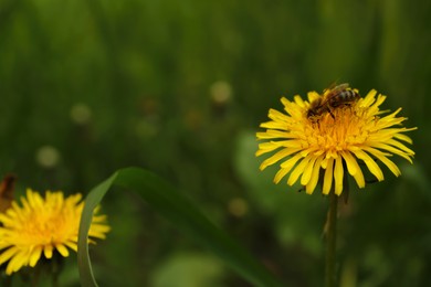 Bee on yellow dandelion flower outdoors, closeup. Space for text