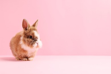 Photo of Cute little rabbit on pink background, space for text. Adorable pet