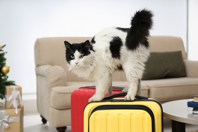 Photo of Cute cat on suitcase in living room