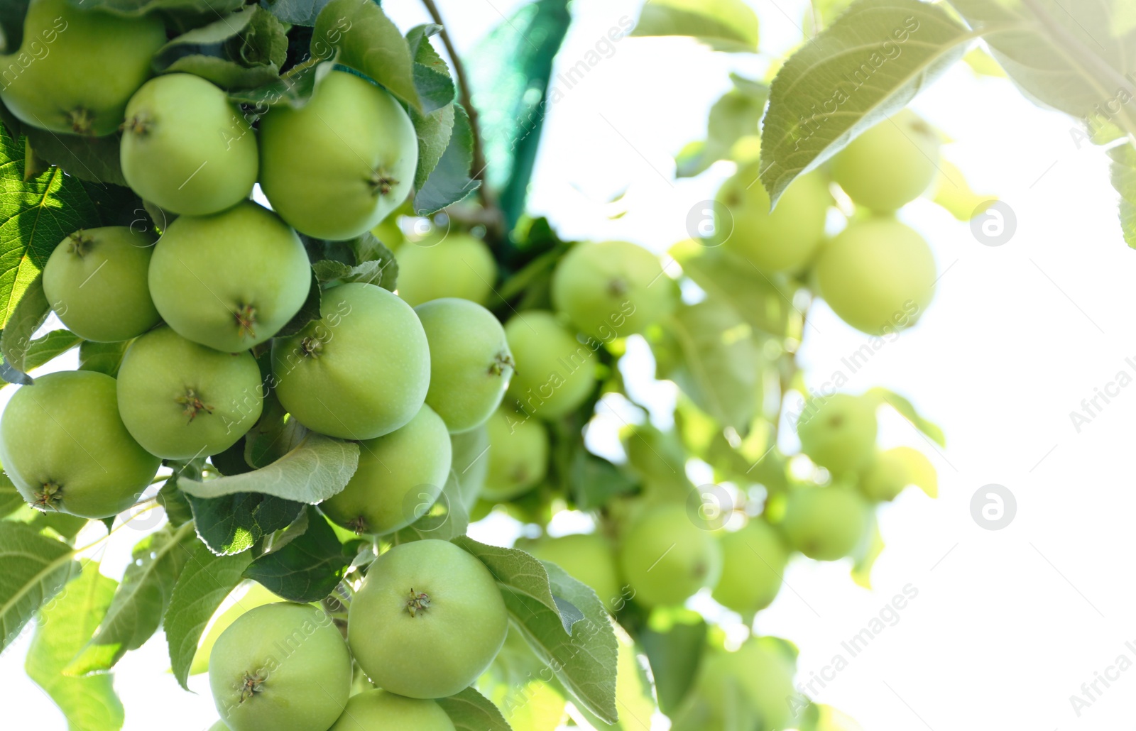 Photo of Apple tree branch with green fruits outdoors