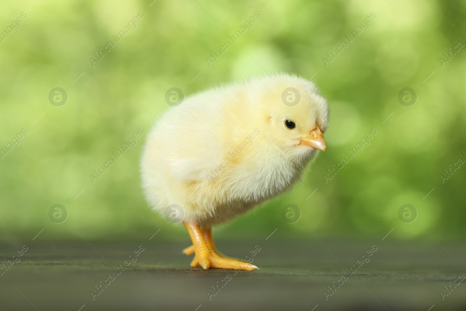 Photo of Cute chick on wooden surface outdoors, closeup. Baby animal