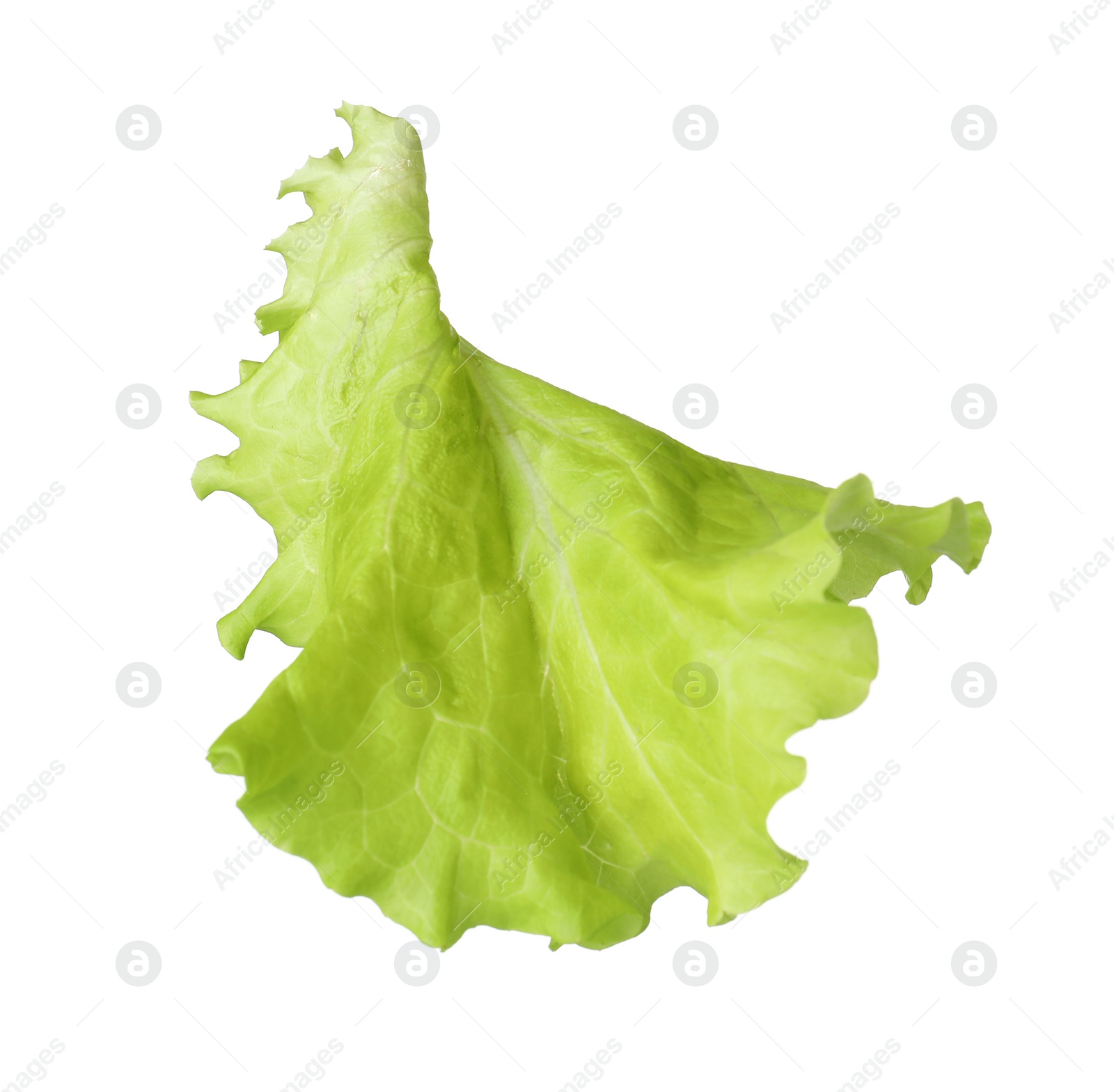 Photo of Leaf of fresh lettuce for burger isolated on white