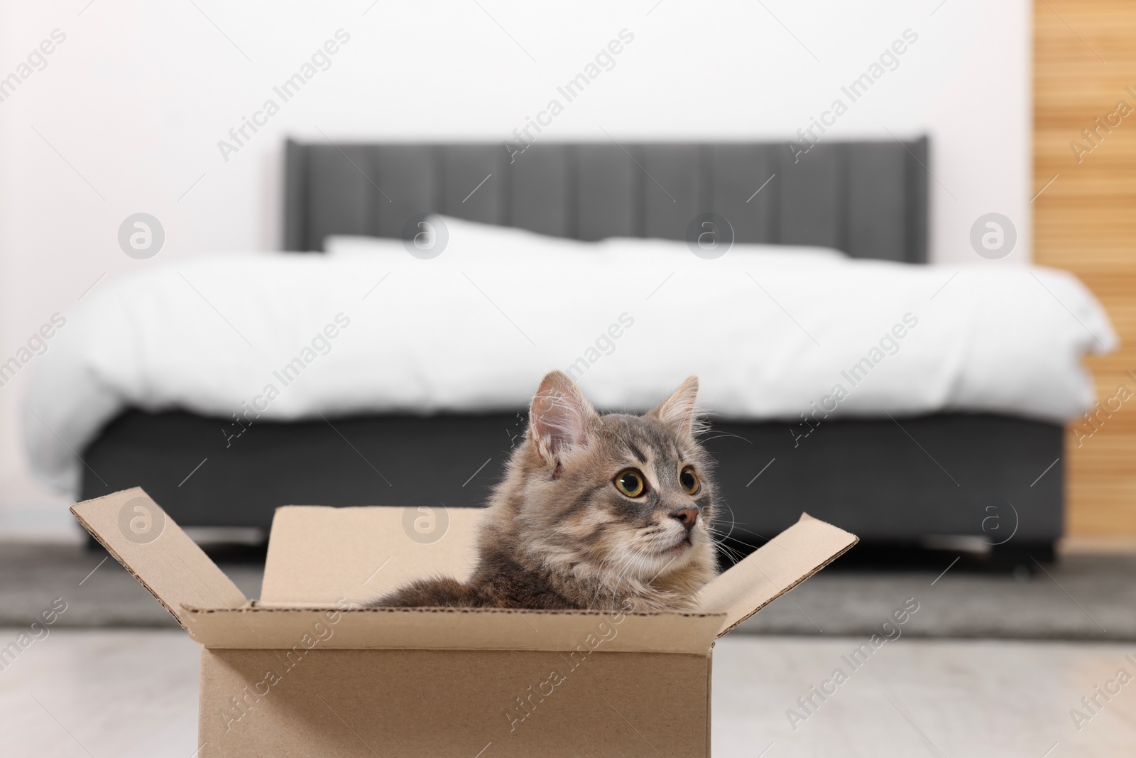 Photo of Cute fluffy cat in cardboard box at home. Space for text