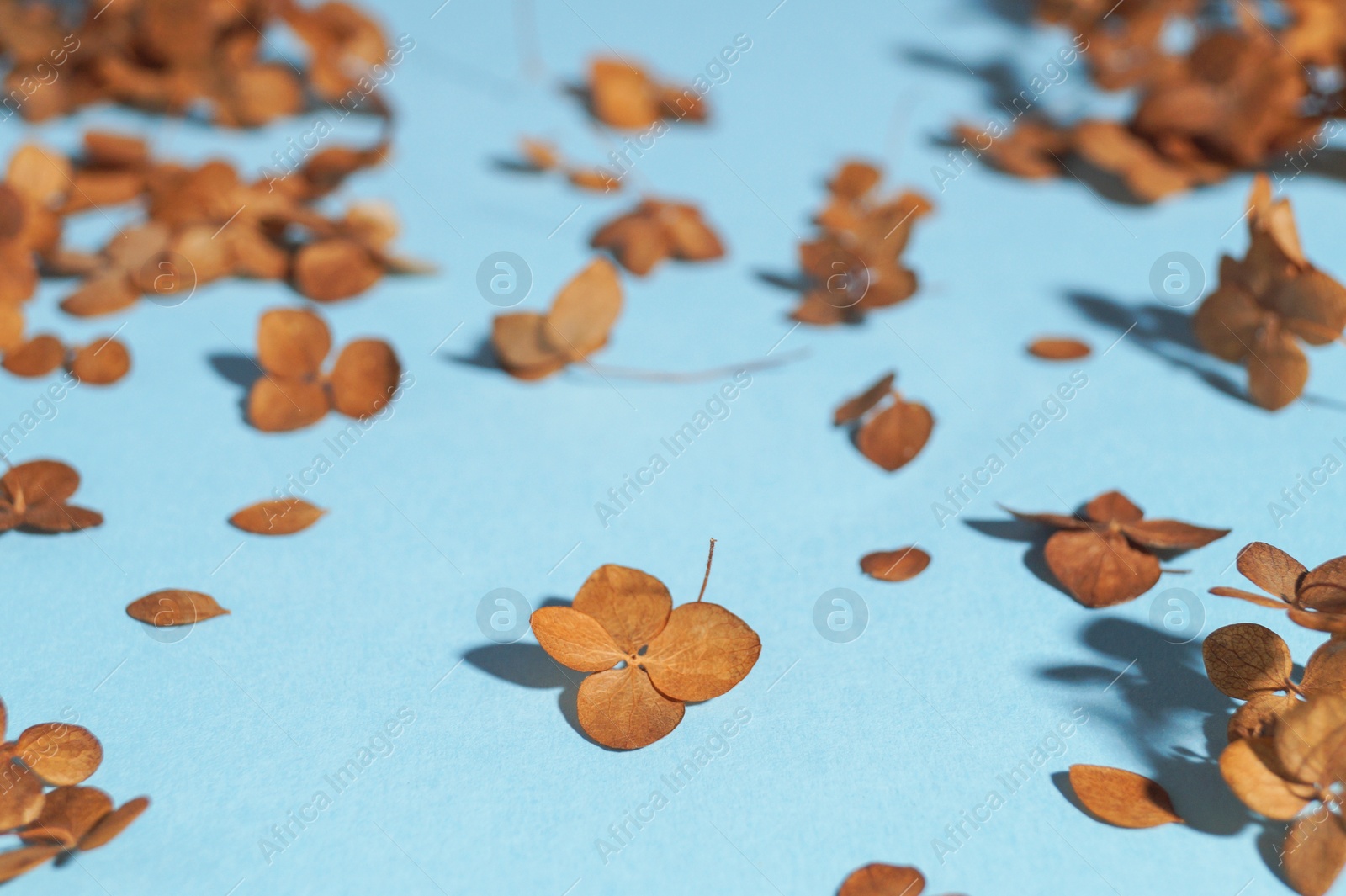 Photo of Beautiful dried hortensia flowers on light blue background, space for text