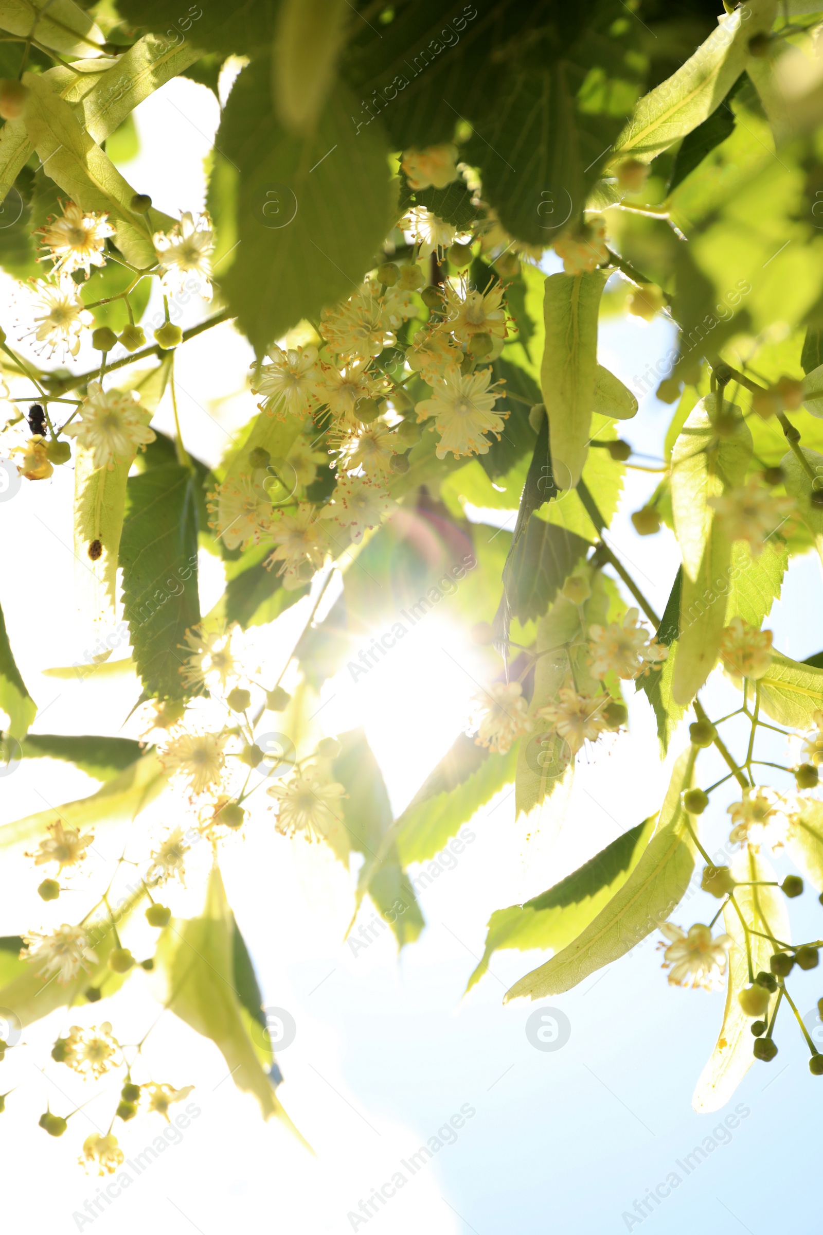 Photo of Green linden tree with fresh young leaves and blossom outdoors on sunny spring day, closeup