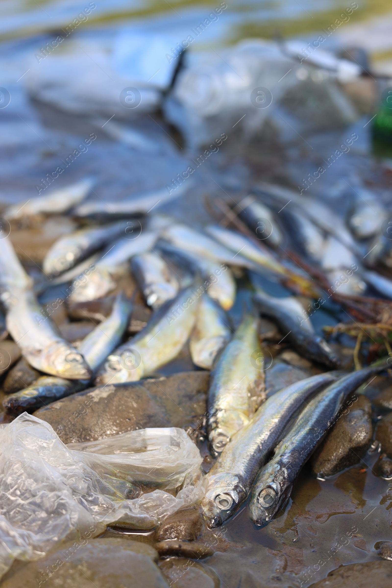 Photo of Dead fishes and trash near river. Environmental pollution concept