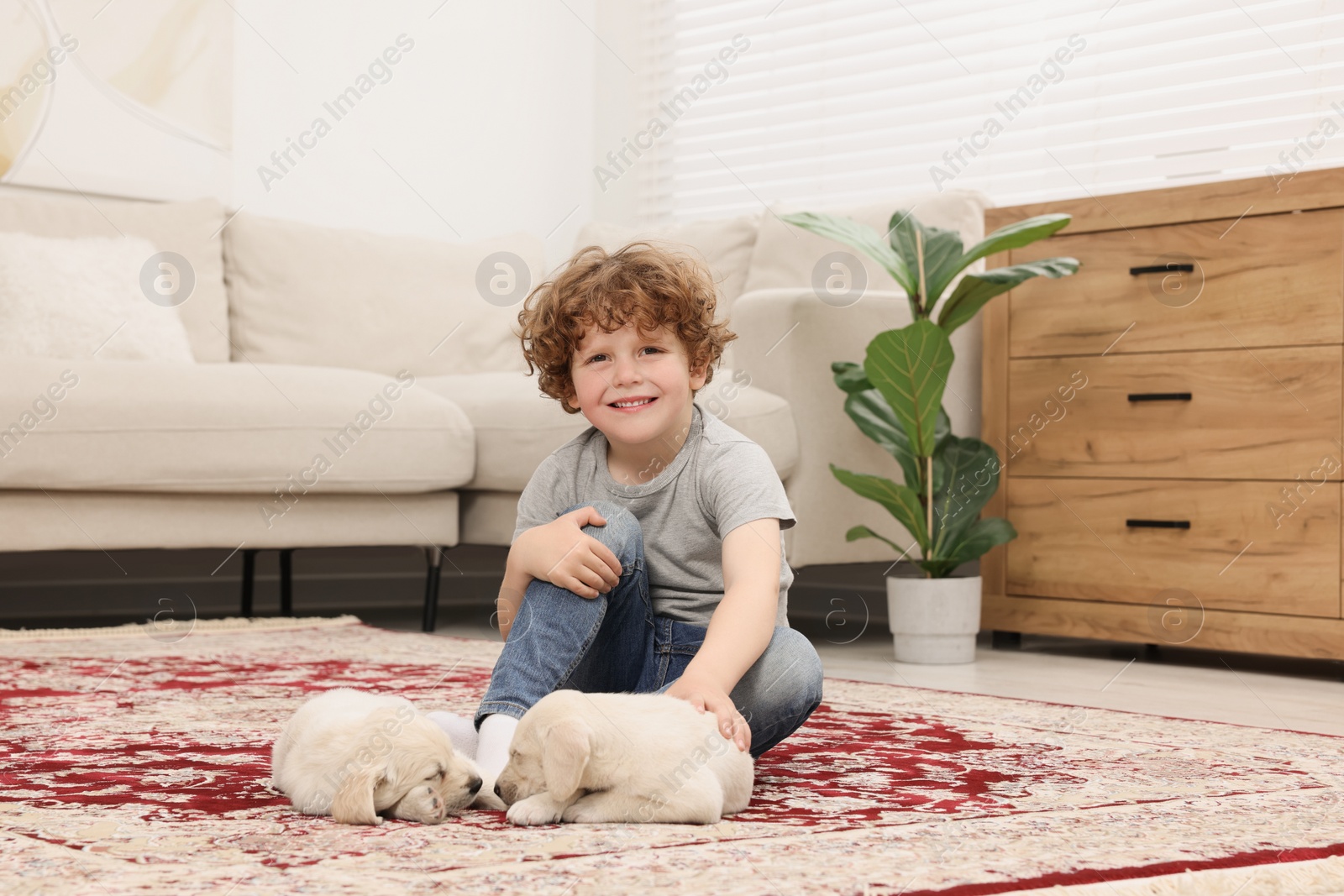 Photo of Little boy with cute puppies on carpet at home