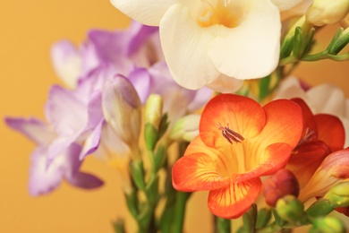 Photo of Beautiful freesia flowers, closeup