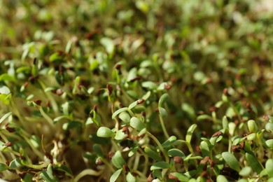 Photo of Growing microgreen. Many sprouted arugula seeds as background, closeup