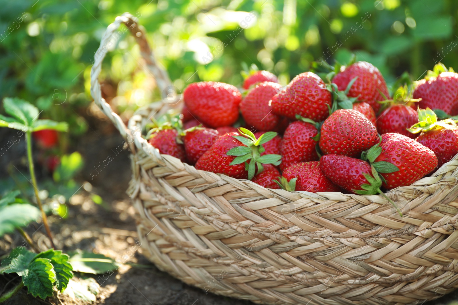 Photo of Delicious ripe strawberries in wicker basket outdoors, closeup