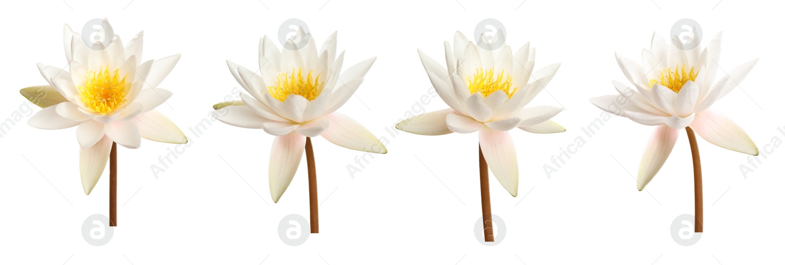 Image of Set of beautiful lotus flowers on white background. Banner design 