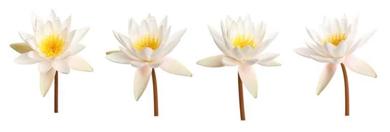 Set of beautiful lotus flowers on white background. Banner design 