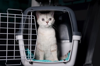 Photo of Cute white British Shorthair cat inside pet carrier in car
