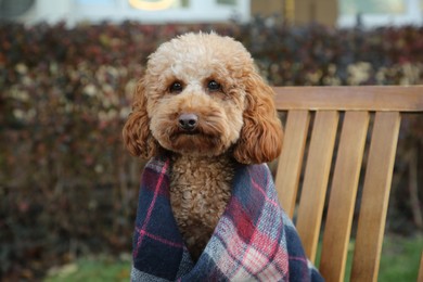 Photo of Cute fluffy dog wrapped in blanket on chair outdoors