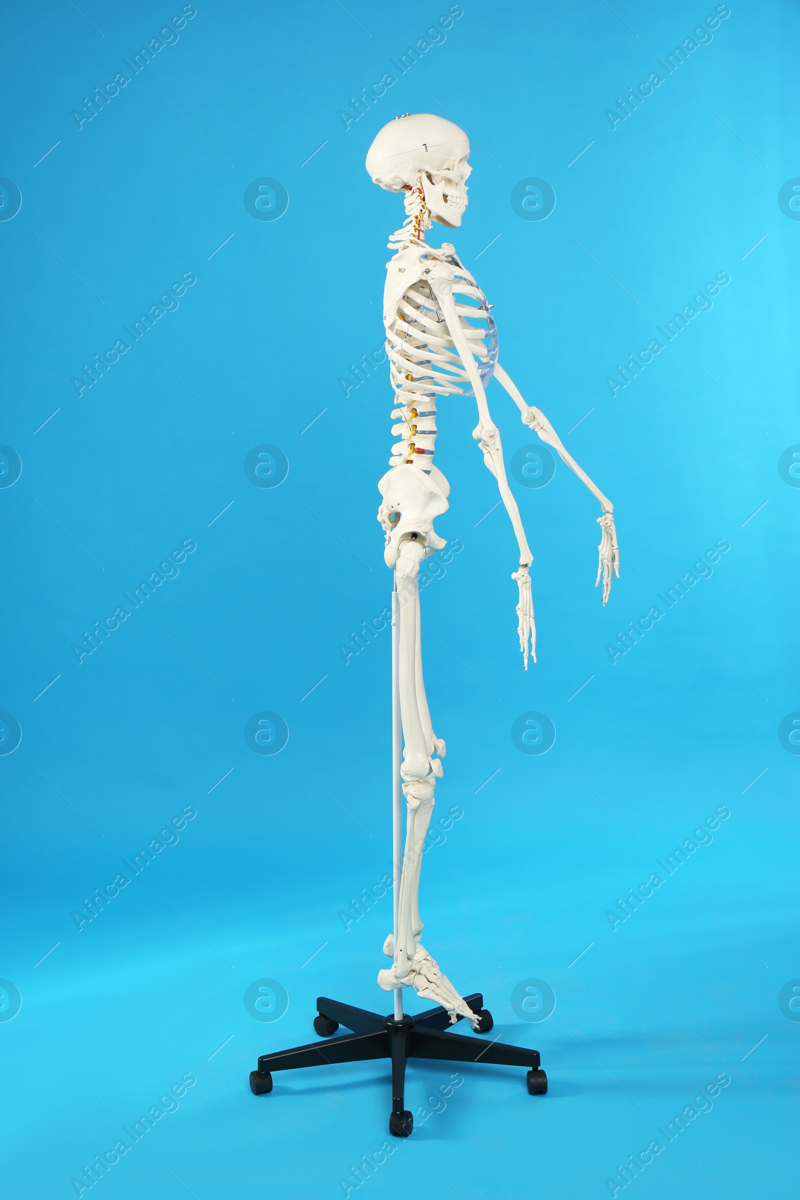 Photo of Artificial human skeleton model on blue background