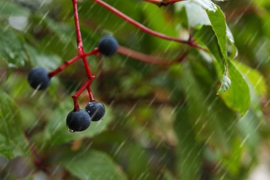 Photo of Branch with berries and green leaves during rain, closeup