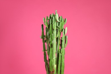 Beautiful cactus on pink background. Tropical plant