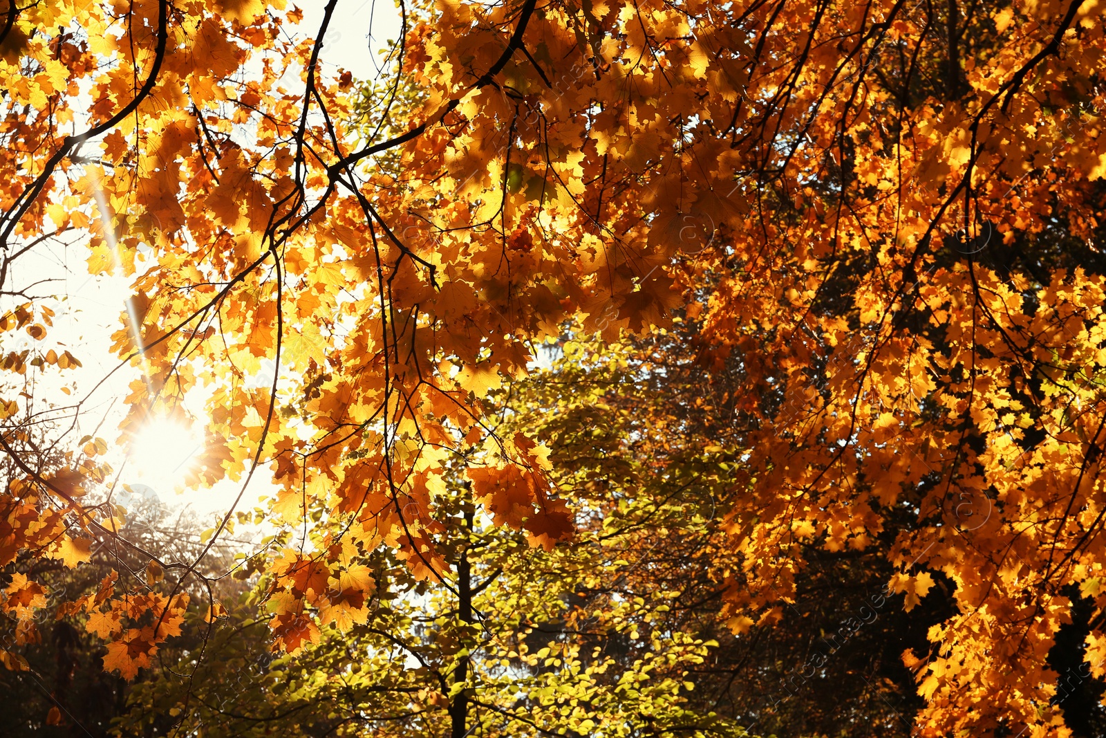 Photo of View of bright sunlight through autumn trees in park