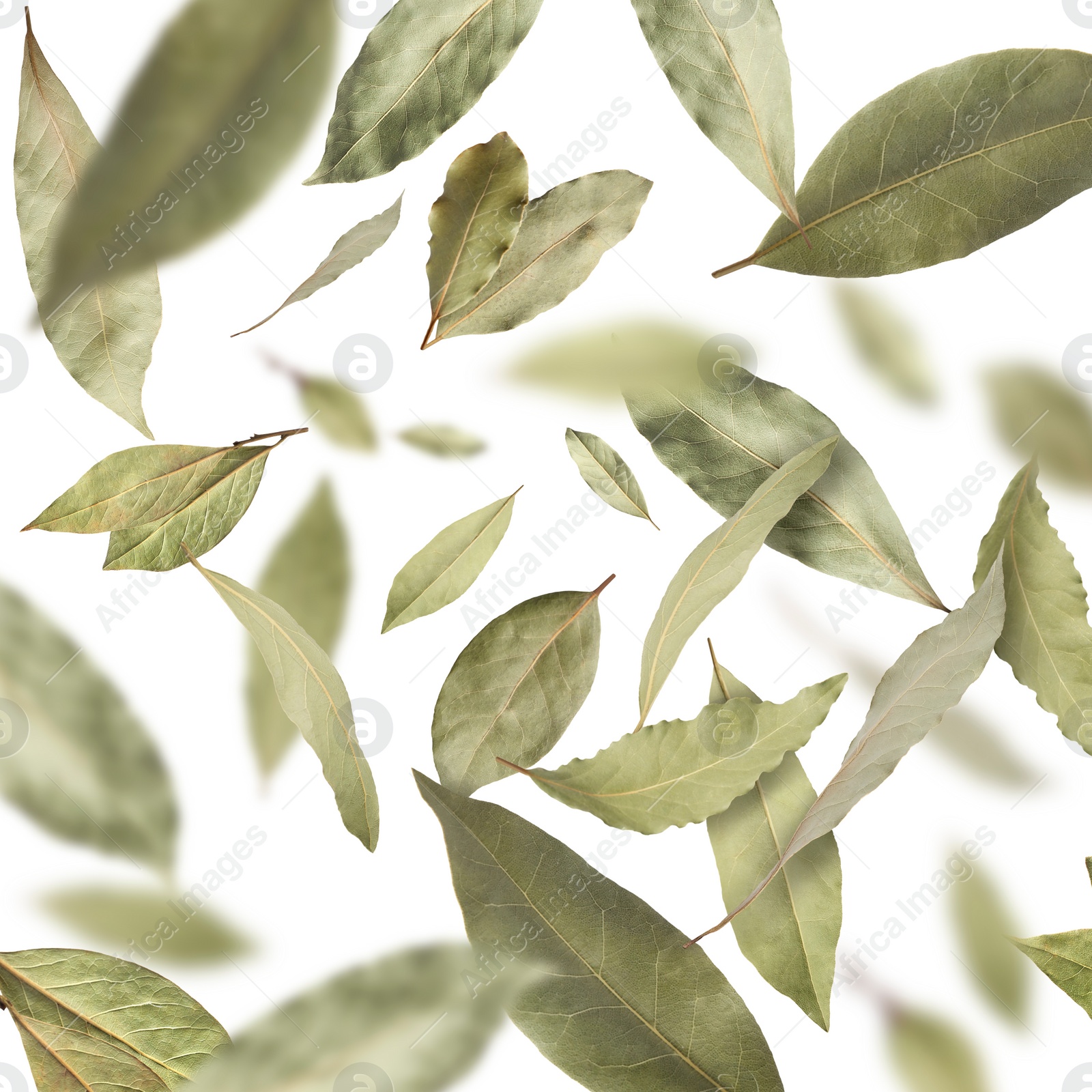 Image of Dry bay leaves falling on white background