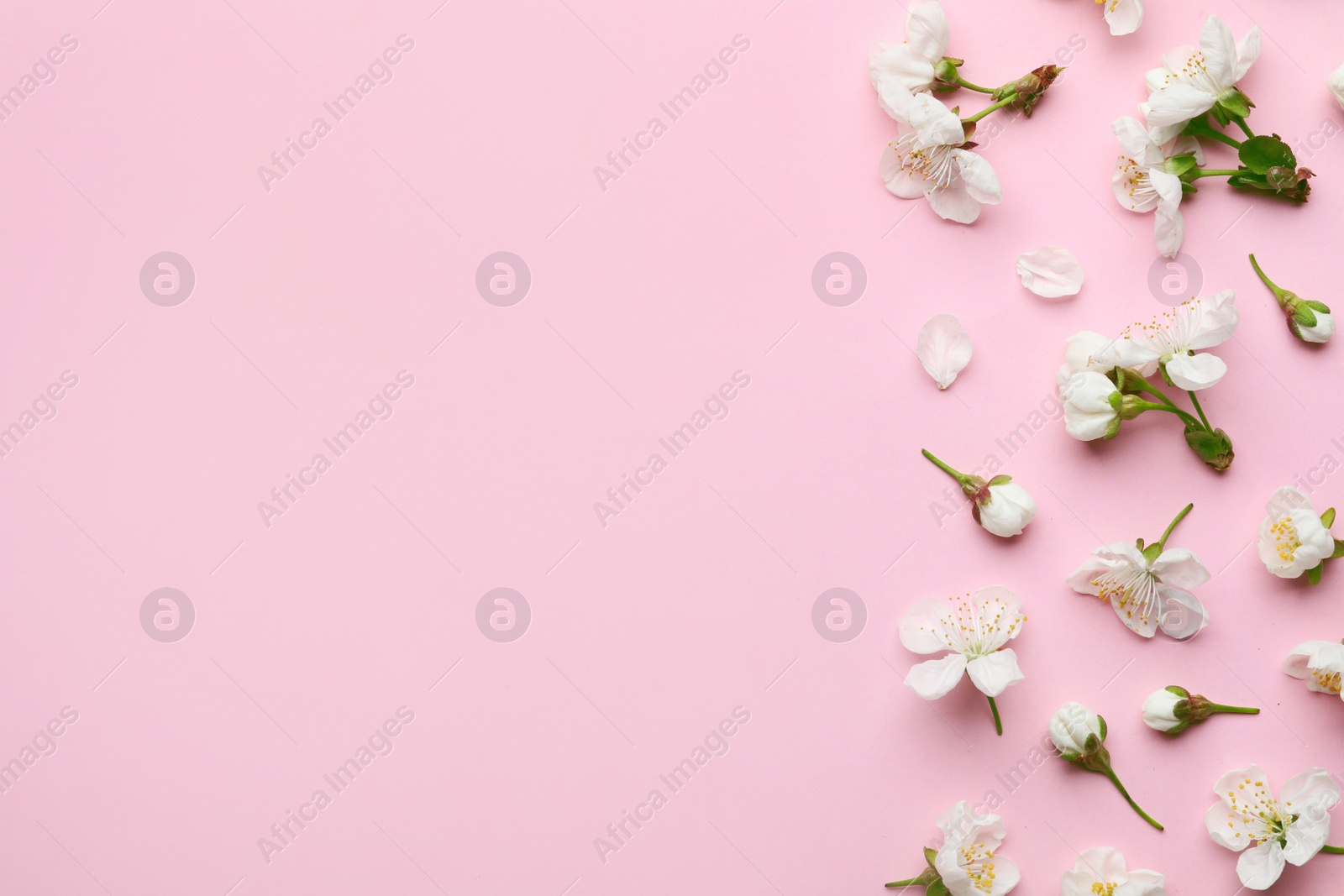 Photo of Flat lay composition of beautiful fresh spring flowers on color background, space for text