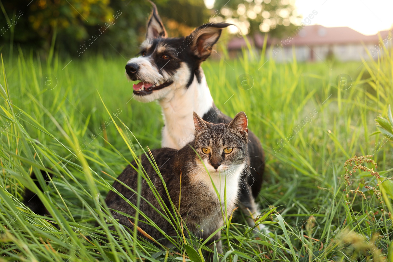 Photo of Cute cat and dog in green grass at sunset