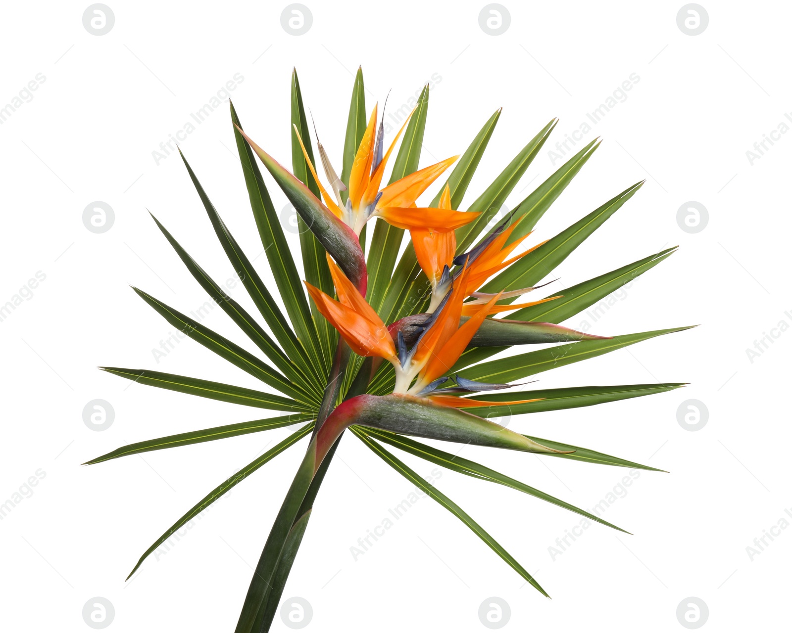 Photo of Bird of Paradise tropical flower isolated on white