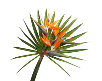 Photo of Bird of Paradise tropical flower isolated on white