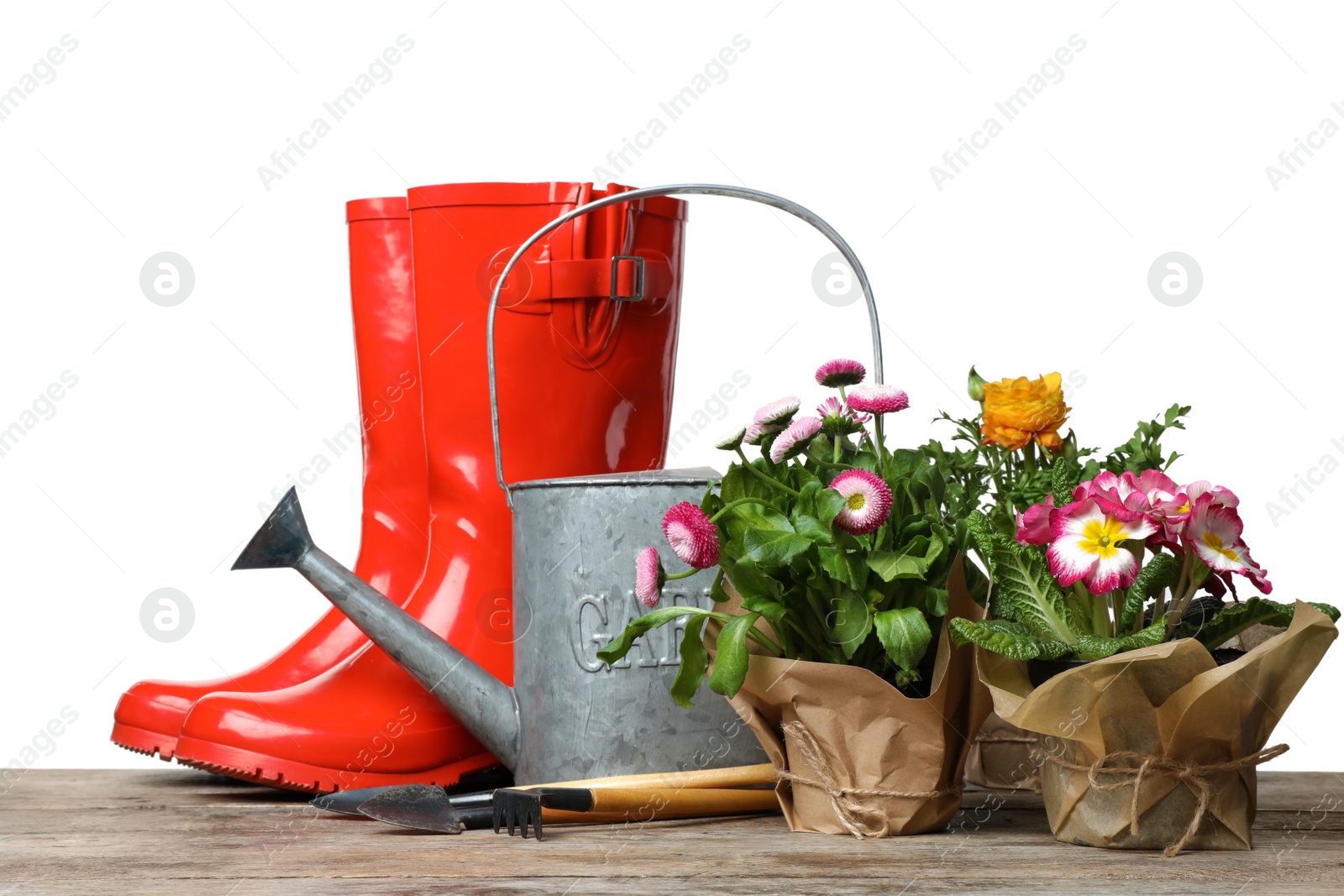 Photo of Composition with plants and gardening tools on table against white background