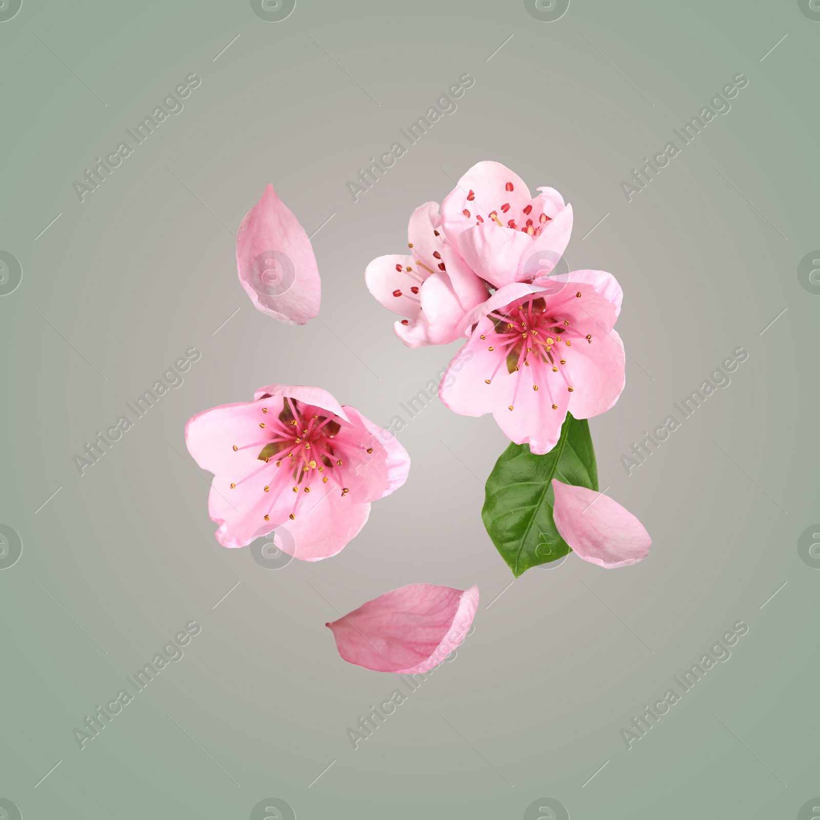 Image of Beautiful pink sakura tree flowers flying on light grey background