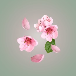 Image of Beautiful pink sakura tree flowers flying on light grey background