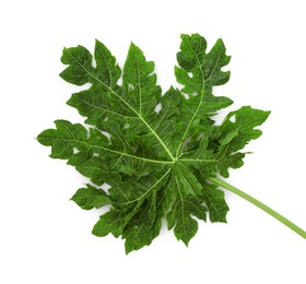 One papaya leaf isolated on white, top view