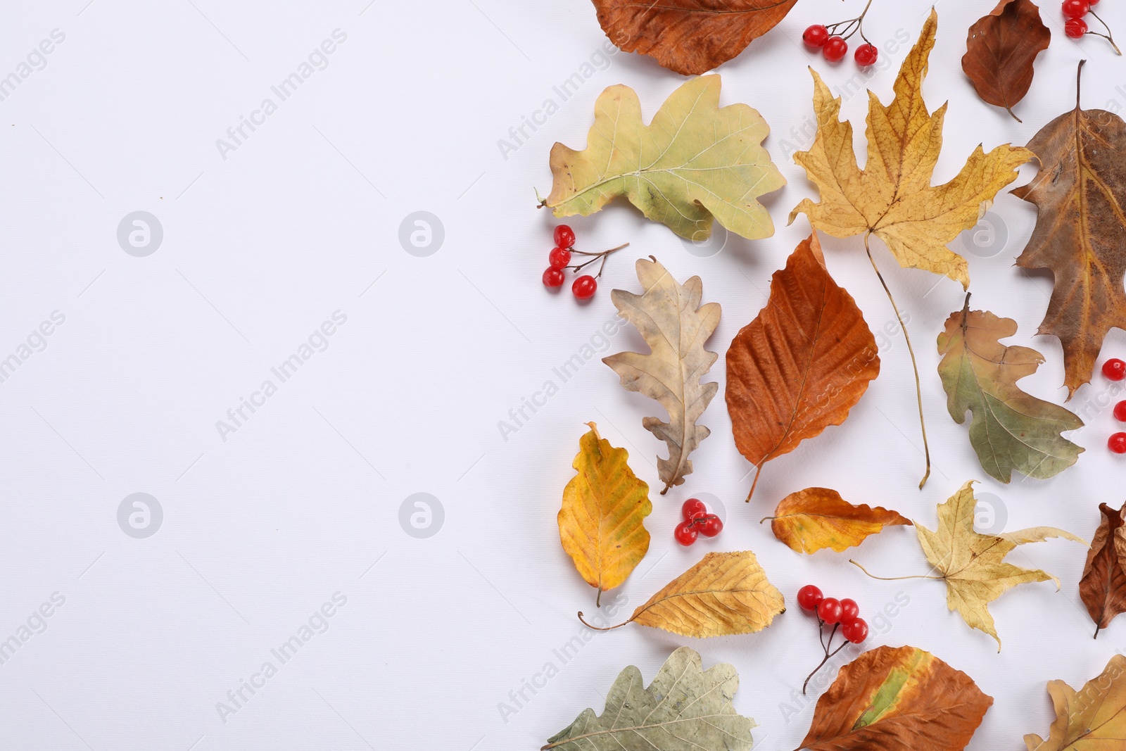 Photo of Dry autumn leaves and berries on white background, flat lay. Space for text