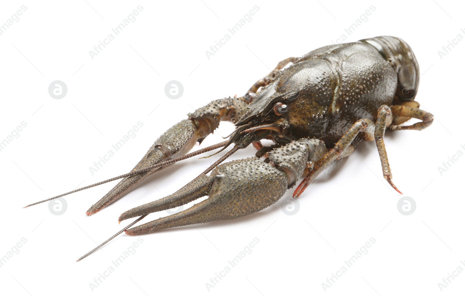 Photo of One fresh raw crayfish isolated on white