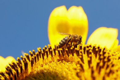 Honeybee collecting nectar from sunflower against light blue sky, closeup
