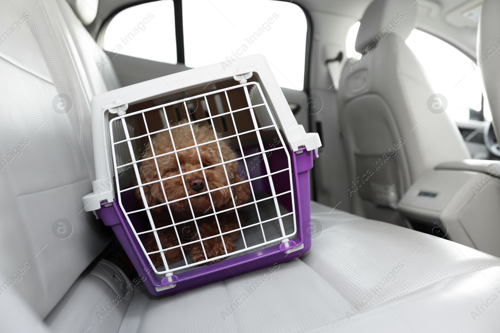 Photo of Cute dog in pet carrier travelling by car. Space for text