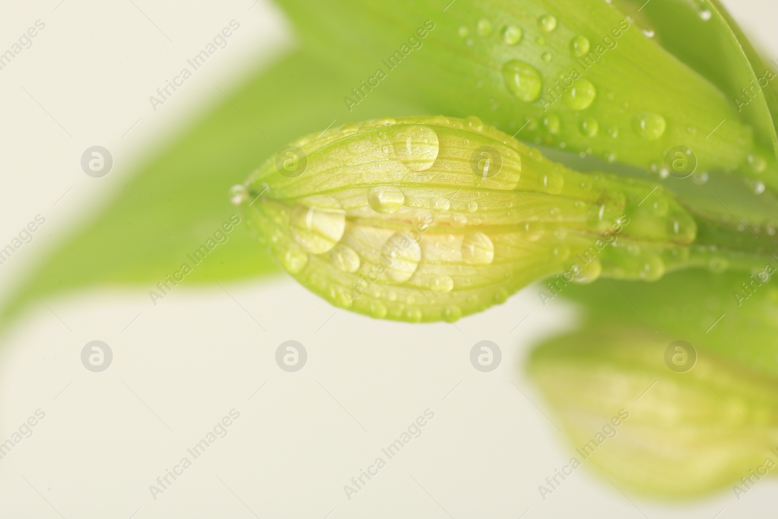 Photo of Macro photo of beautiful flower bud on blurred background