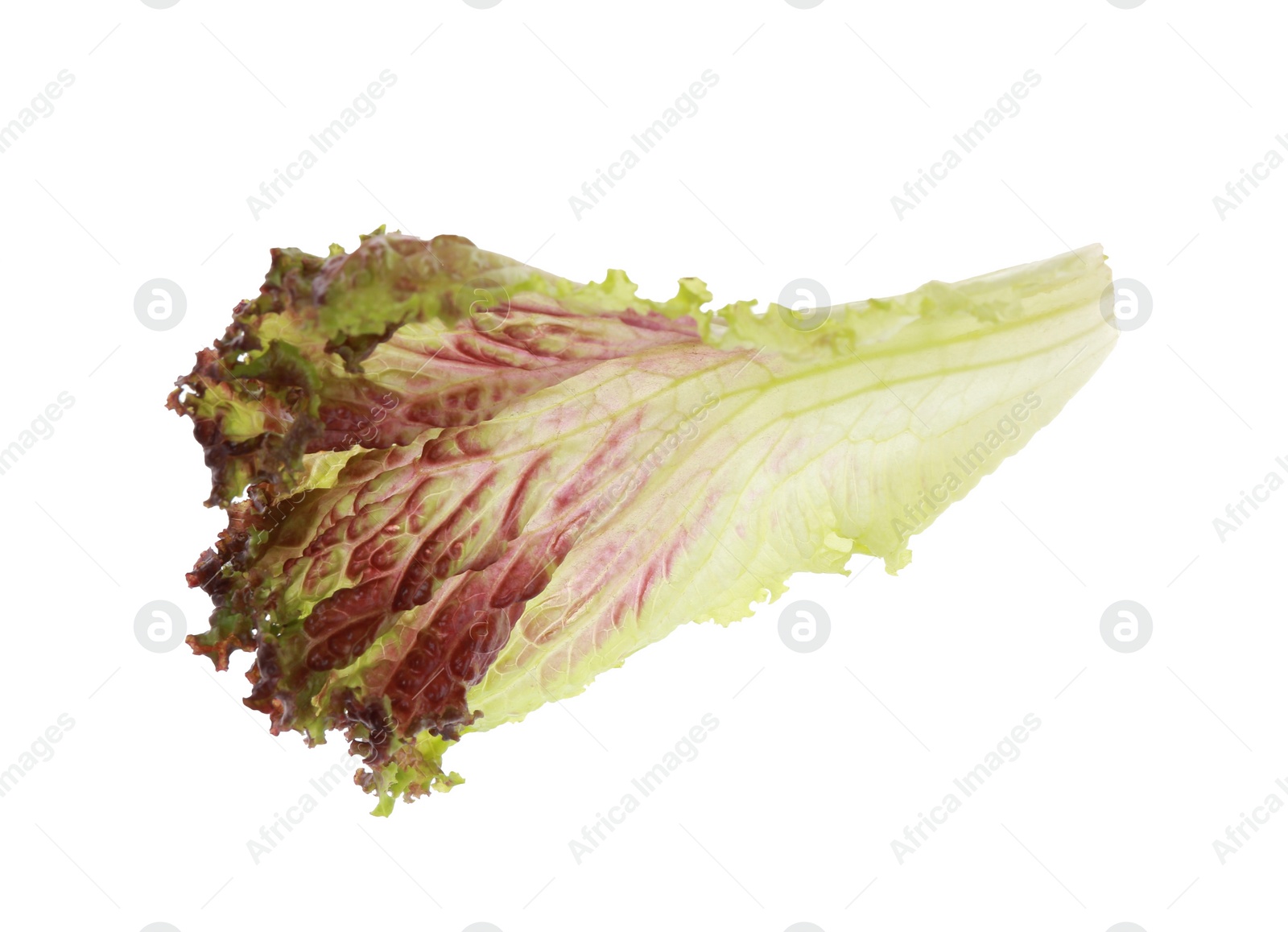 Photo of Leaf of fresh red coral lettuce isolated on white