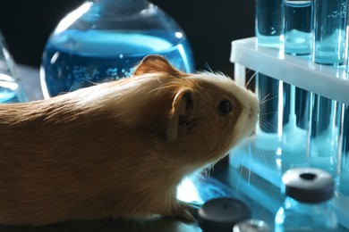 Photo of Guinea pig and laboratory glassware. Animal testing