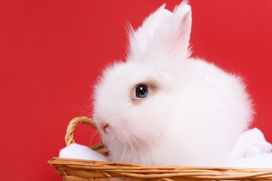Fluffy white rabbit in wicker basket on red background, closeup. Cute pet