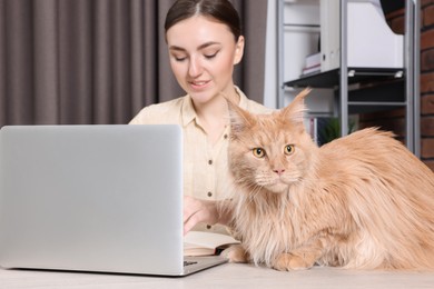 Photo of Woman working at desk, focus on cat. Home office