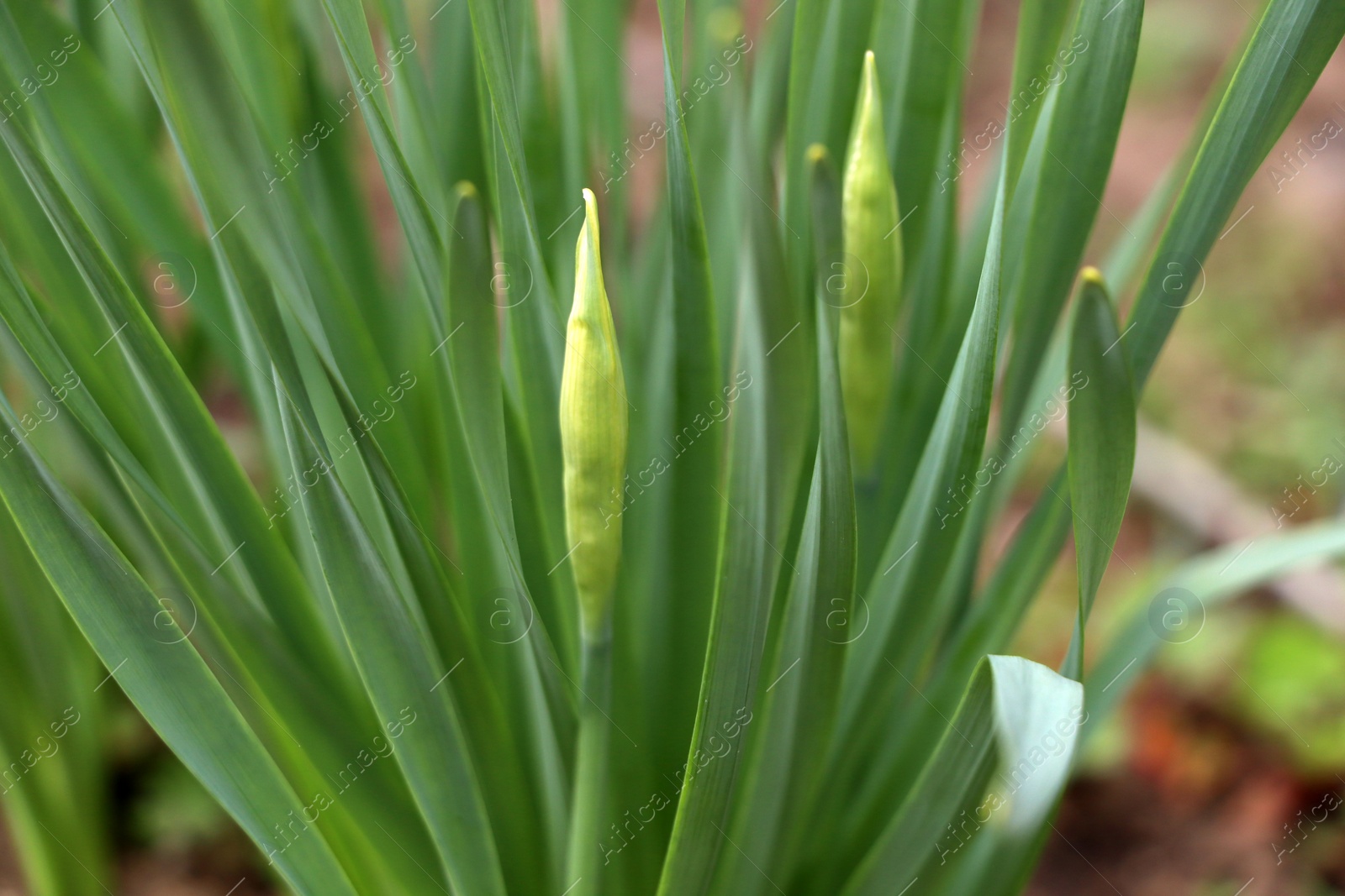 Photo of Daffodil plants growing in garden, closeup. Spring flowers