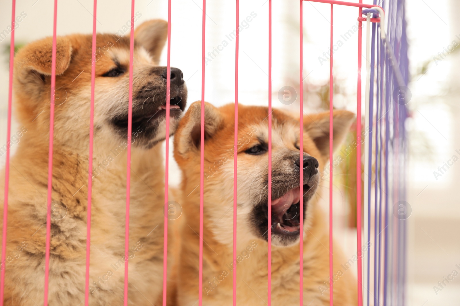 Photo of Cute Akita Inu puppies in playpen indoors. Baby animals