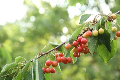 Photo of Cherry tree with green leaves and berries growing outdoors