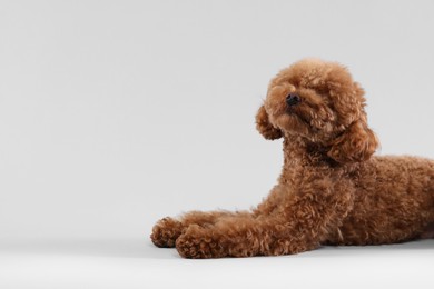 Photo of Cute Maltipoo dog on light grey background, space for text. Lovely pet