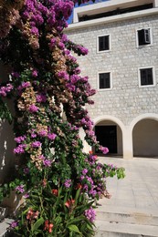 Beautiful bougainvillea with pink flowers and other plants growing near building outdoors