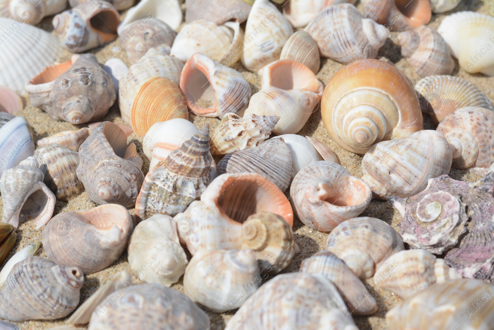 Photo of Many beautiful sea shells on sand, closeup