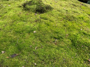 Photo of Bright moss on ground outdoors, above view