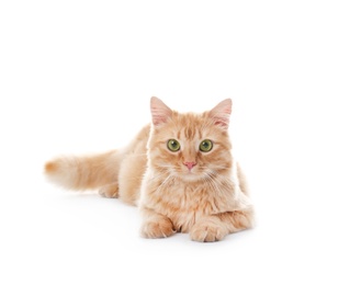 Photo of Cute red cat on white background