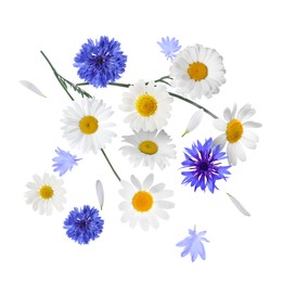 Image of Beautiful meadow flowers falling on white background