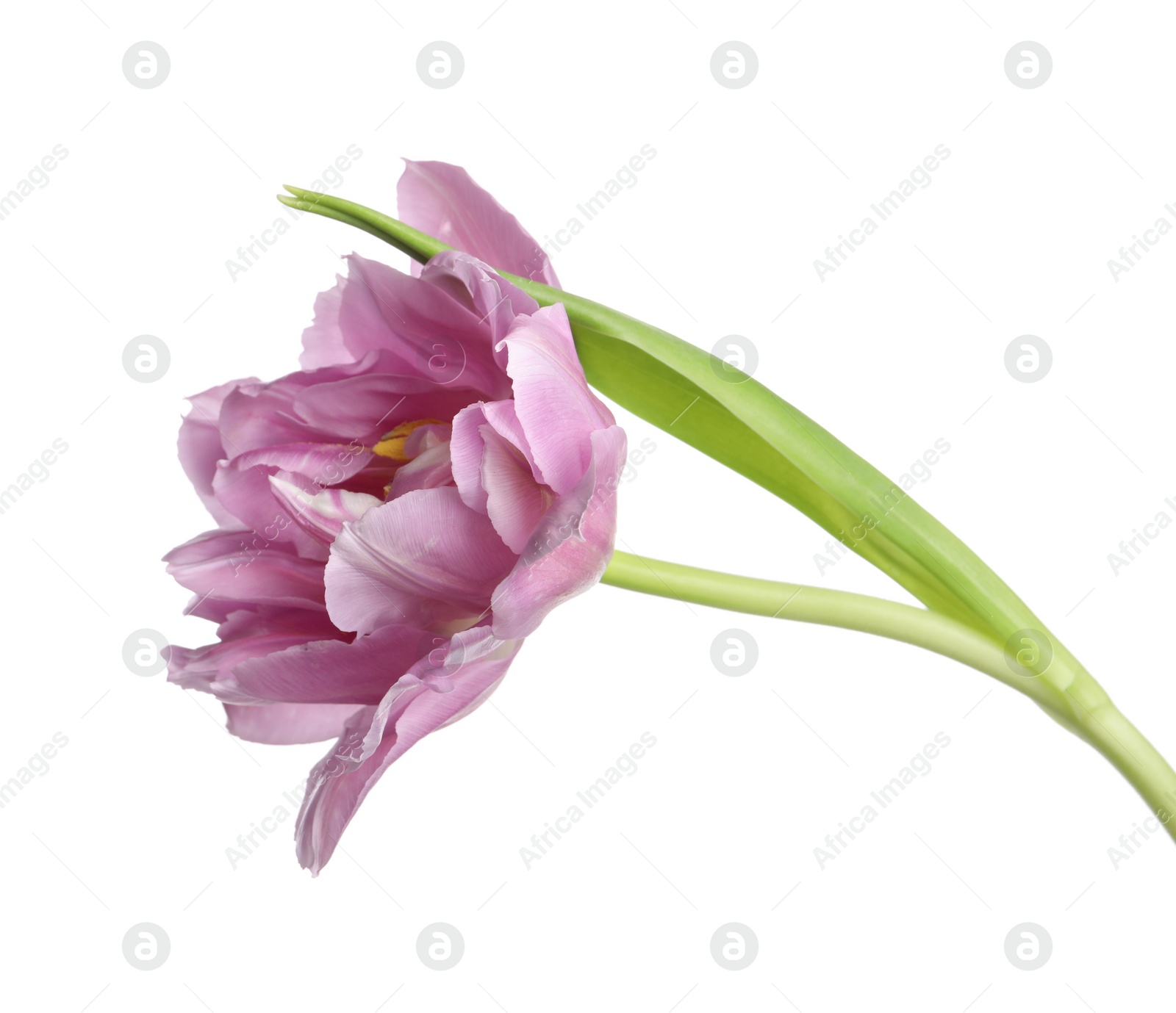 Photo of Beautiful colorful tulip flower isolated on white